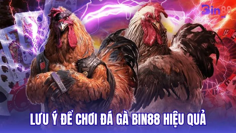 Những lưu ý khi tham gia sảnh Đá Gà BIN88 hiệu quả